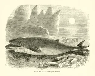 Balena pike